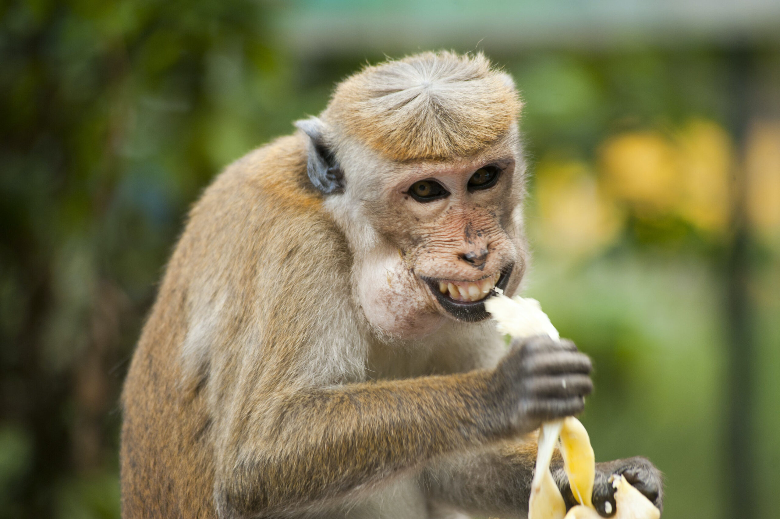banana monkey